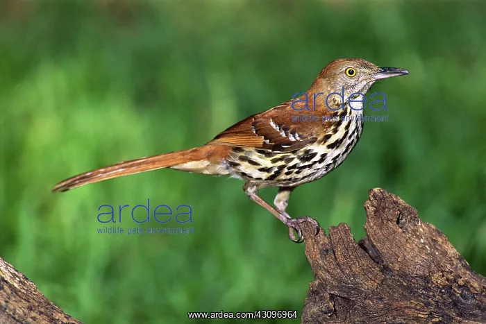 : Brown Thrasher : Brown Thrasher