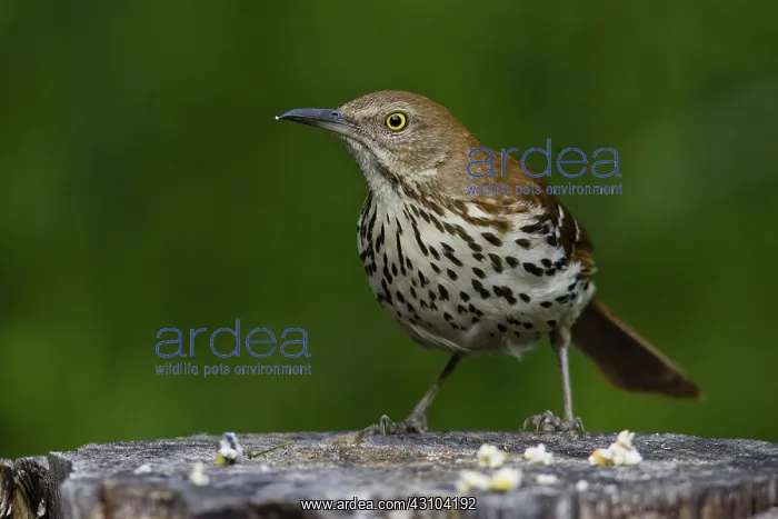 : Brown Thrasher : Brown Thrasher