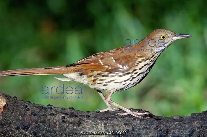 : Brown Thrasher : Brown Thrasher