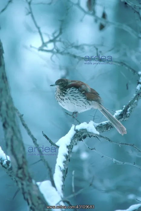 : Brown Thrasher : Brown Thrasher
