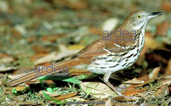 : Brown Thrasher : Brown Thrasher