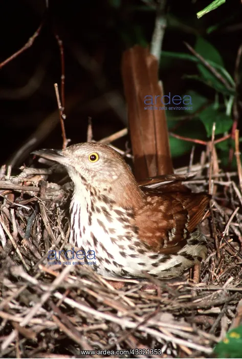 : BROWN THRASHER : BROWN THRASHER