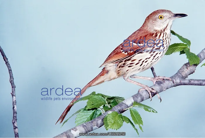 : BROWN THRASHER - on branch : BROWN THRASHER - on branch