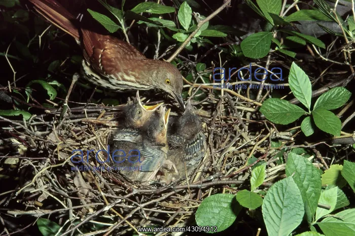 : Brown Thrasher with chicks : Brown Thrasher with chicks