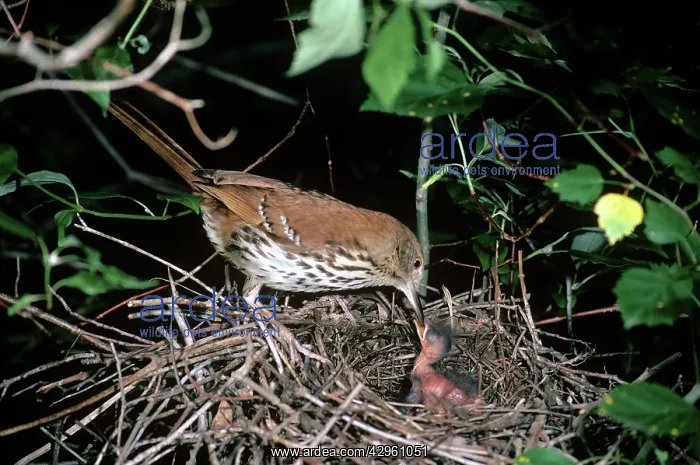 : Brown Thrasher - at nest feeding chick : Brown Thrasher - at nest feeding chick