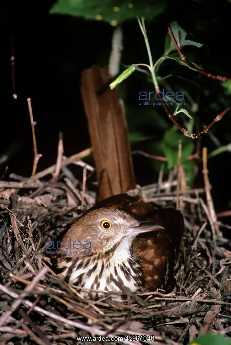 : Brown Thrasher - at nest in June : Brown Thrasher - at nest in June