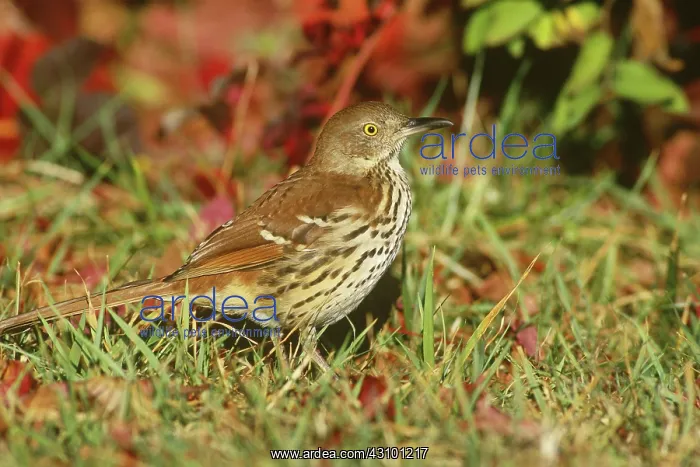 : Brown Thrasher (Toxostoma rufum) : Brown Thrasher (Toxostoma rufum)