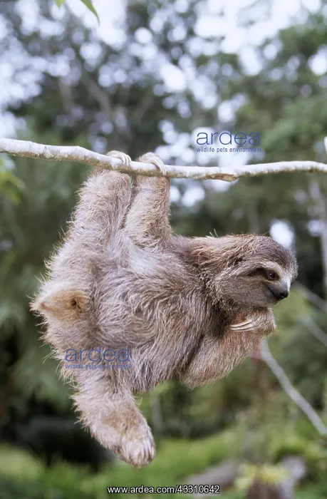 : BROWN THREE-TOED SLOTH - hanging from branch : BROWN THREE-TOED SLOTH - hanging from branch
