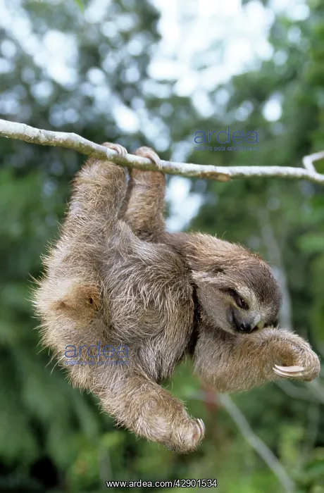 : Brown-throated 3-toed Sloth : Brown-throated 3-toed Sloth