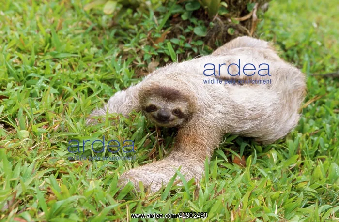 : Brown-throated 3 Toed Sloth - male : Brown-throated 3 Toed Sloth - male