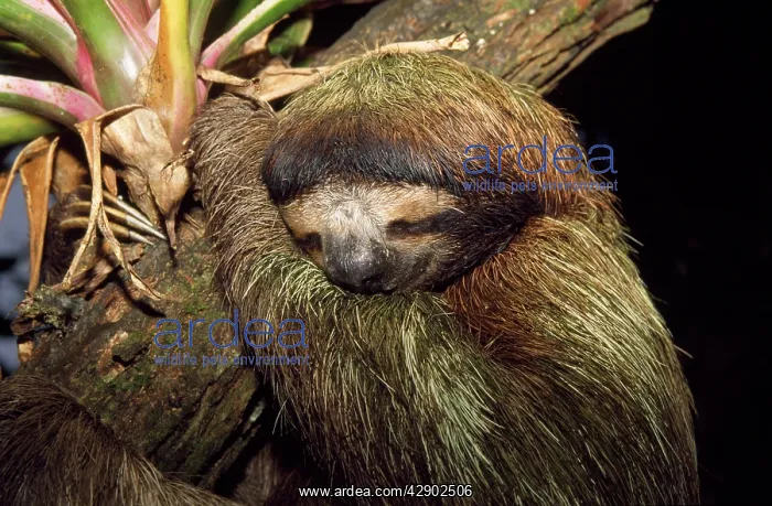  : Brown-throated 3-Toed Sloth - sleeping