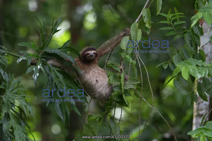 : Brown-throated sloth (Bradypus variegatus) hanging : Brown-throated sloth (Bradypus variegatus) hanging