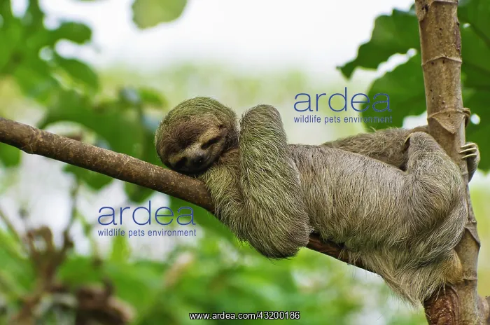 : Brown-throated sloth (Bradypus variegatus), male : Brown-throated sloth (Bradypus variegatus), male