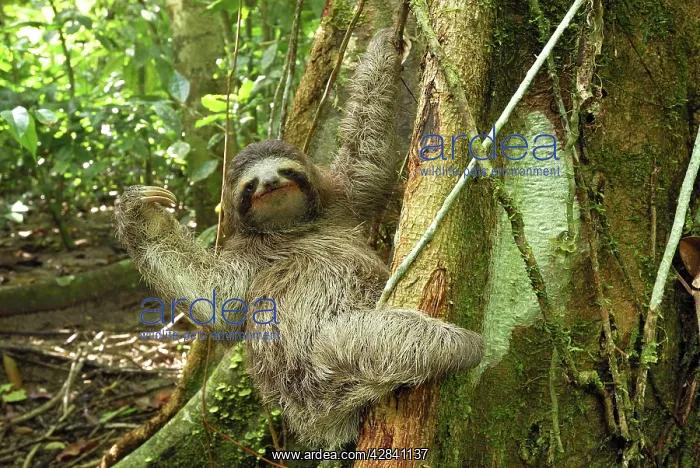: Brown-throated Three-toed Sloth : Brown-throated Three-toed Sloth