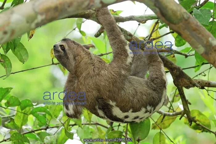 : Brown-throated Three-toed Sloth : Brown-throated Three-toed Sloth