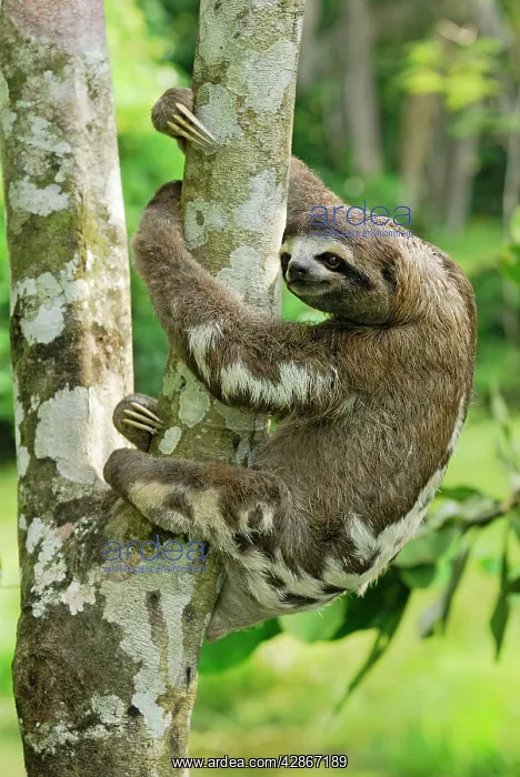: Brown-throated Three-toed Sloth : Brown-throated Three-toed Sloth