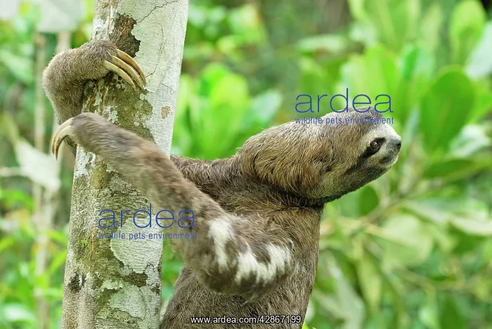 : Brown-throated Three-toed Sloth : Brown-throated Three-toed Sloth