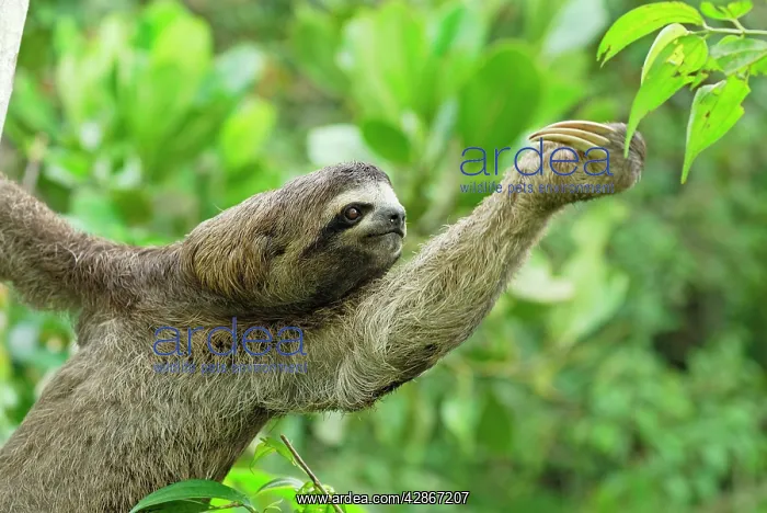 : Brown-throated Three-toed Sloth : Brown-throated Three-toed Sloth