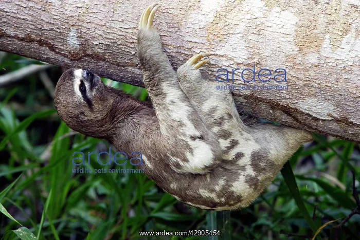 : Brown-throated Three-toed Sloth : Brown-throated Three-toed Sloth