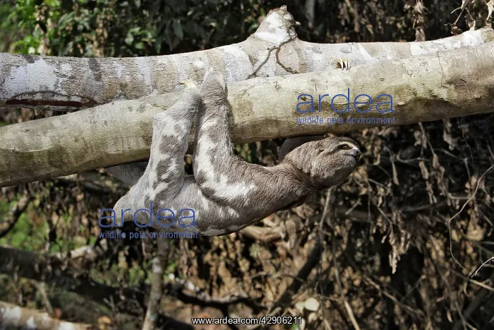 : Brown-throated Three-toed Sloth : Brown-throated Three-toed Sloth