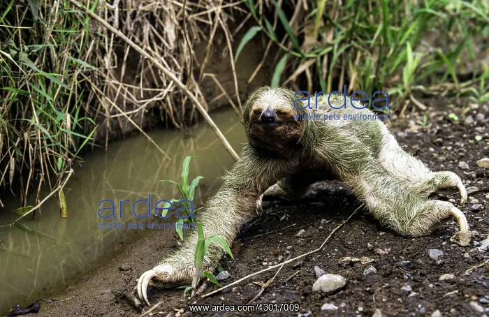 : Brown-throated Three-toed Sloth : Brown-throated Three-toed Sloth