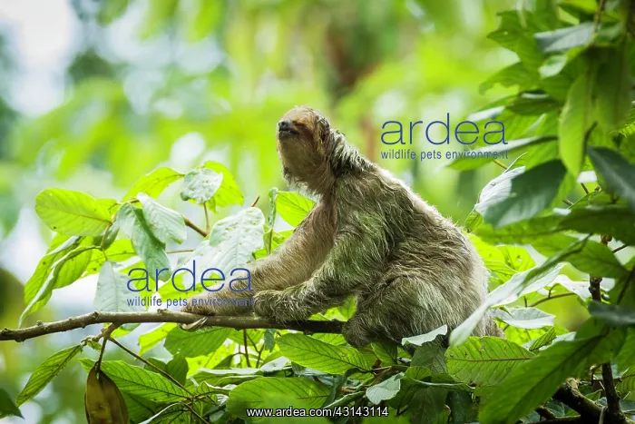  : Brown-throated Three-toed Sloth