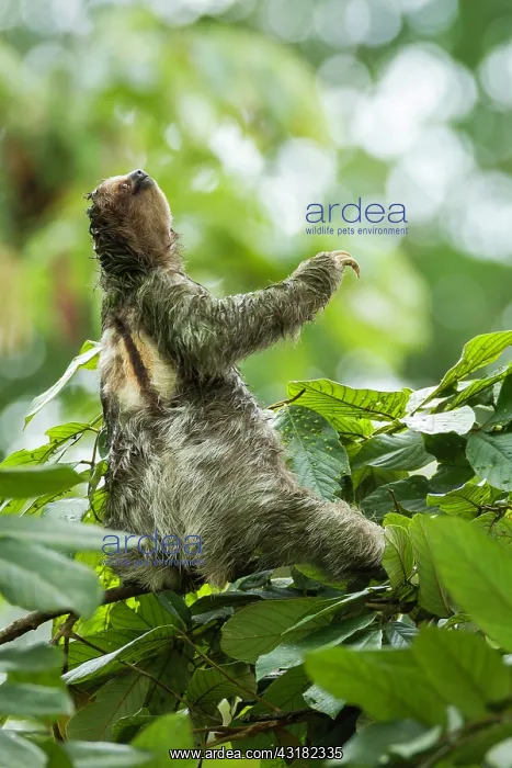 : Brown-throated Three-toed Sloth : Brown-throated Three-toed Sloth