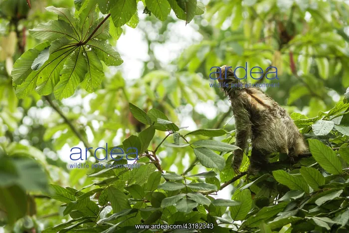 : Brown-throated Three-toed Sloth : Brown-throated Three-toed Sloth