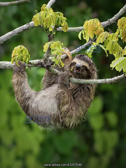 : Brown-throated Three-toed Sloth (Bradypus varieg : Brown-throated Three-toed Sloth (Bradypus varieg