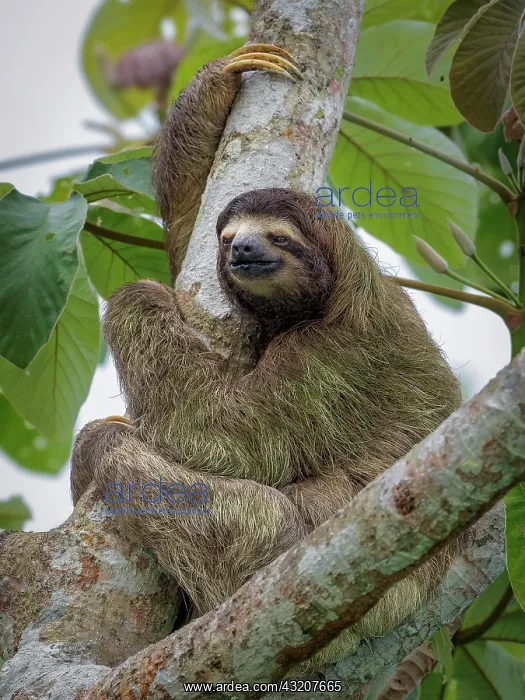 : Brown-throated Three-toed Sloth (Bradypus varieg : Brown-throated Three-toed Sloth (Bradypus varieg