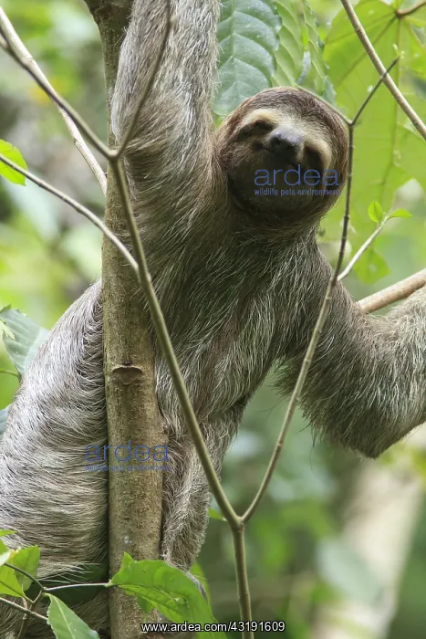 : Brown-throated Three-toed Sloth (Bradypus variegatus) : Brown-throated Three-toed Sloth (Bradypus variegatus)