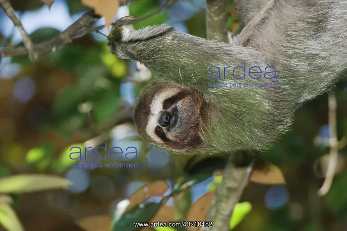 : Brown-throated Three-toed Sloth (Bradypus variegatus) : Brown-throated Three-toed Sloth (Bradypus variegatus)