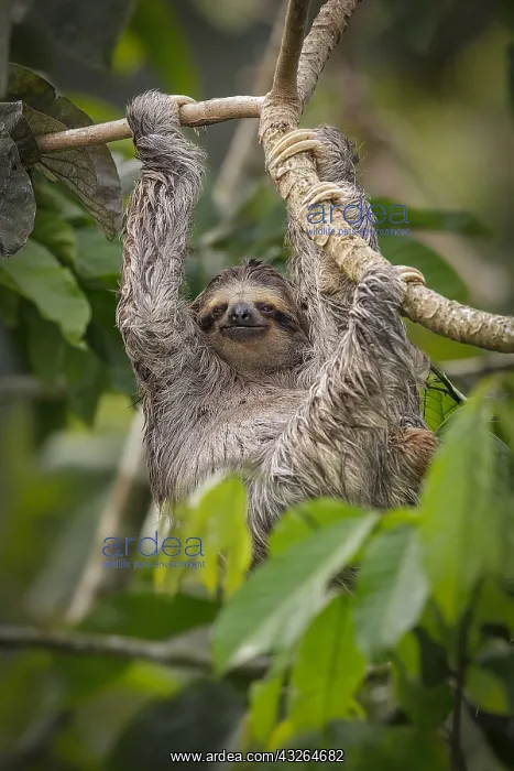 : Brown-throated Three-toed Sloth (Bradypus variegatus) : Brown-throated Three-toed Sloth (Bradypus variegatus)