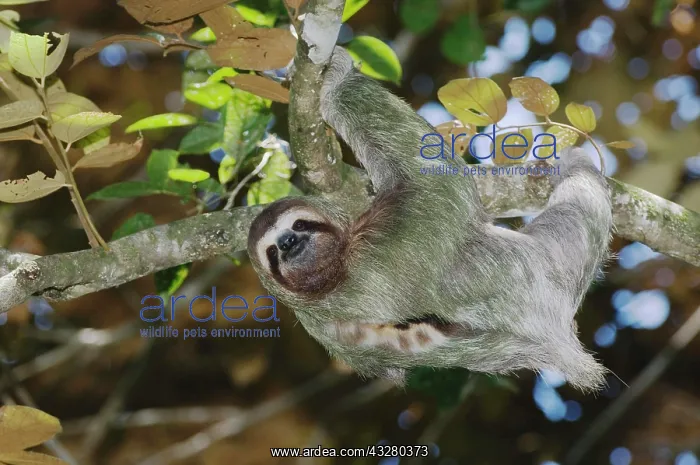 : Brown-throated Three-toed Sloth (Bradypus variegatus) : Brown-throated Three-toed Sloth (Bradypus variegatus)