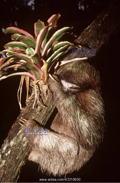 : Brown-throated Three-toed Sloth - clinging to branch : Brown-throated Three-toed Sloth - clinging to branch