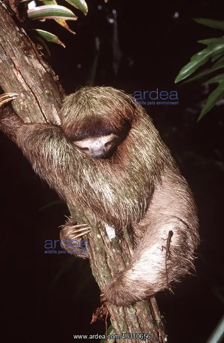 : Brown-throated Three-toed Sloth - clinging to branch : Brown-throated Three-toed Sloth - clinging to branch