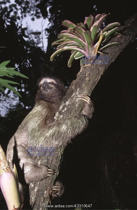 : Brown-throated Three-toed Sloth - clings to tree : Brown-throated Three-toed Sloth - clings to tree