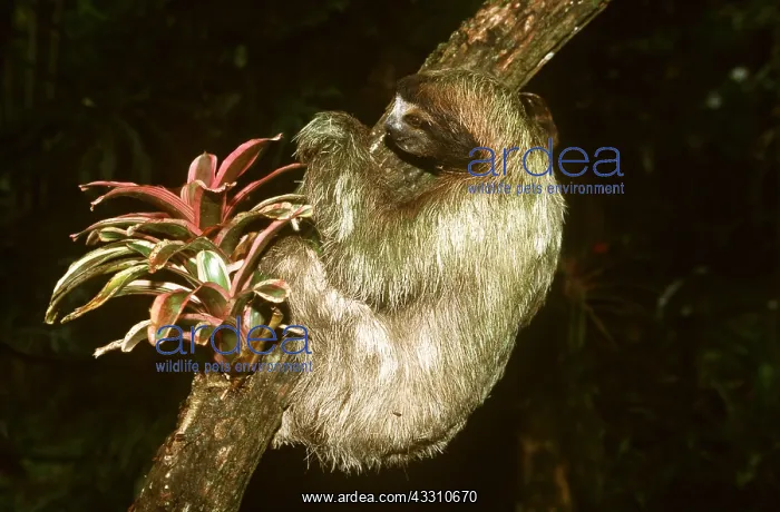 : Brown-throated Three-toed Sloth - clings to tree : Brown-throated Three-toed Sloth - clings to tree