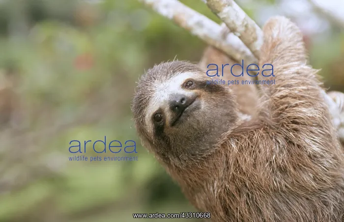 : Brown-throated Three-toed Sloth - close-up of head : Brown-throated Three-toed Sloth - close-up of head