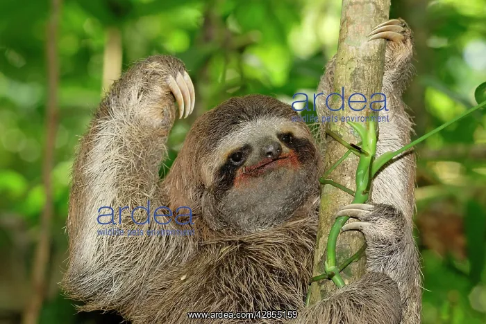 : Brown-throated Three-toed Sloth - Hanging from tree : Brown-throated Three-toed Sloth - Hanging from tree