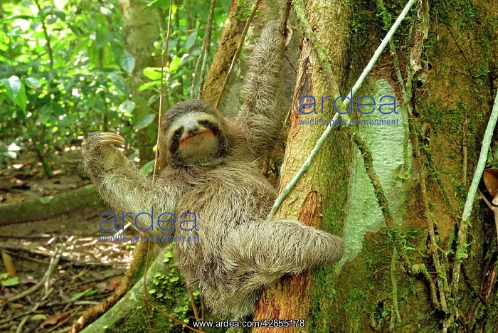 : Brown-throated Three-toed Sloth - Hanging from tree : Brown-throated Three-toed Sloth - Hanging from tree