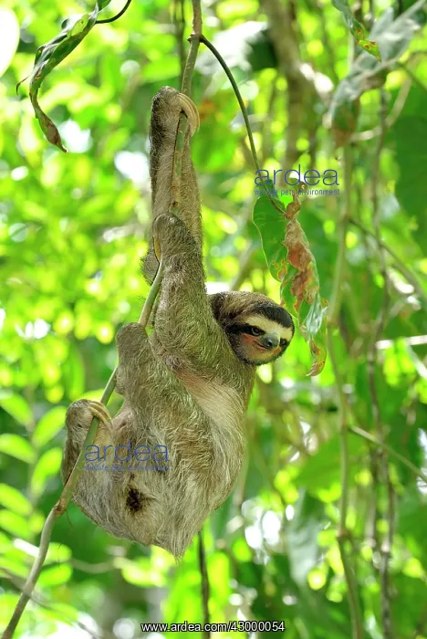 : Brown-throated Three-toed Sloth - Hanging from tree : Brown-throated Three-toed Sloth - Hanging from tree