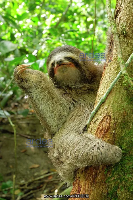 : Brown-throated Three-toed Sloth - Hanging from tree : Brown-throated Three-toed Sloth - Hanging from tree