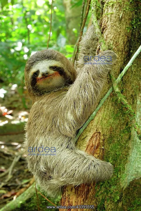 : Brown-throated Three-toed Sloth - Hanging from tree : Brown-throated Three-toed Sloth - Hanging from tree