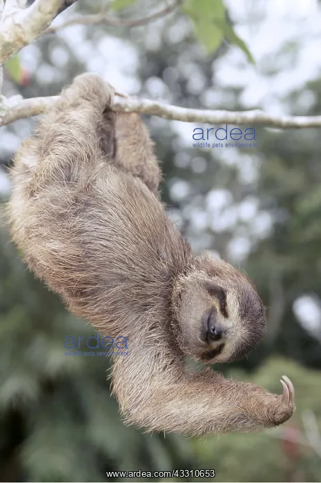 : Brown-throated Three-Toed Sloth - Hanging upside : Brown-throated Three-Toed Sloth - Hanging upside