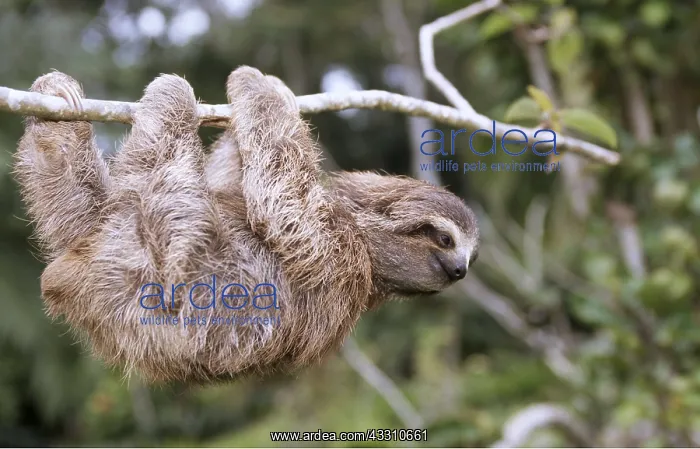 : Brown-throated Three-Toed Sloth - Hanging upside : Brown-throated Three-Toed Sloth - Hanging upside