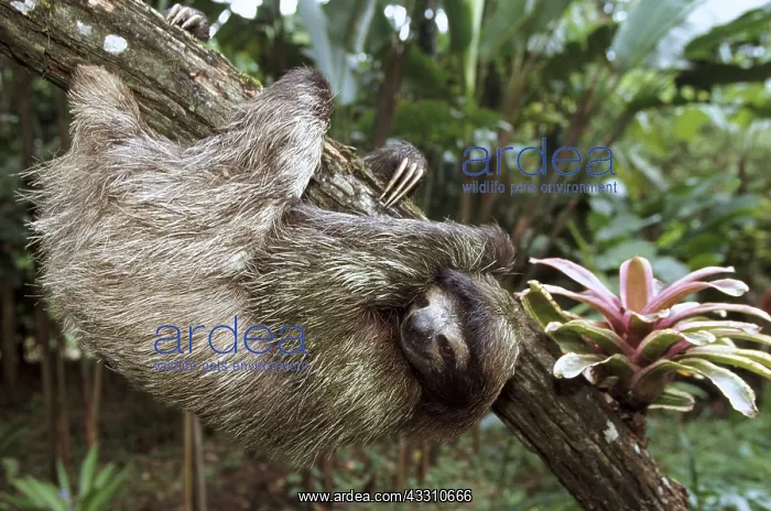 : Brown-throated Three-toed Sloth - Hanging upside : Brown-throated Three-toed Sloth - Hanging upside