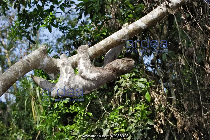 : Brown-throated Three-toed Sloth. Heath River : Brown-throated Three-toed Sloth. Heath River