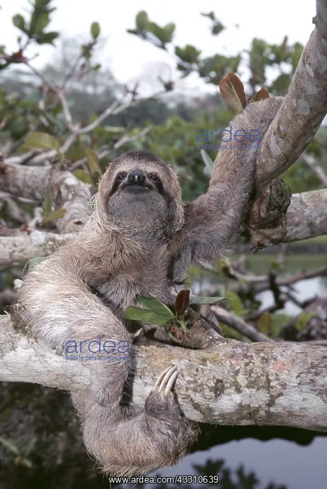  : Brown Throated Three-toed Sloth - in tree