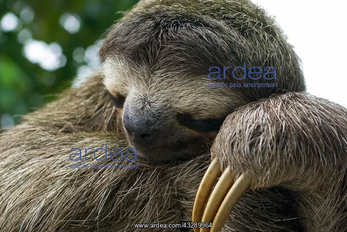 : Brown-Throated Three Toed Sloth (Bradypus varie : Brown-Throated Three Toed Sloth (Bradypus varie